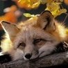 Аватар пользователя fox68